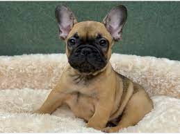After that, all you need to do is make a call and arrange to pick up your new posh pooch! French Bulldog Dog Male Cream 2751298 Petland San Antonio