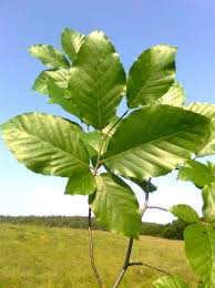 Carpenul este un gen de plante din familia betulacee. Recunoasrerea Arborilor Dupa Frunze Popescutraian