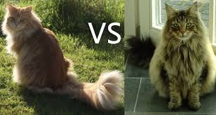 Some are amusing, some are fantastic flights of fantasy and some are merely plausible. Maine Coon Size Compared To A Normal Cat Pets Kb