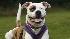 In 2011, sue started rescuing a few stray dogs and cats on the island and, through her network of friends and supporters across the uk, holland, and germany, she was able to find loving homes for these unwanted strays. Coronavirus Dog Shelters Struggle As Lockdown Dries Up Funds Bbc News