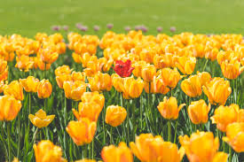 Maybe you would like to learn more about one of these? One Red Tulip Flower Surrounded By Yellow Tulips Free Stock Photo Picjumbo