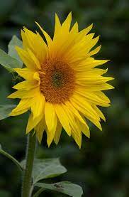 Summer Sunshine Flowers Nature Sunflowers And Daisies Sunflower Garden