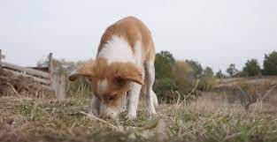 The majority of these items vanish with water, well if you still want to be sure, then before bringing your dog on your lawn, water your garden again the following day. How Long To Keep Dogs Off Grass After Using Weed Killers Grass Killer