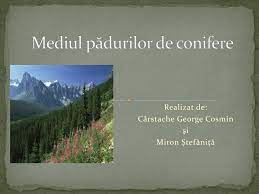 A juta mediul înconjurător in lupta cu poluarea.multe animale consuma fructele coniferelor.mirosul frumos pe care il degaja. Ppt Mediul PÄƒdurilor De Conifere Powerpoint Presentation Free Download Id 2940499