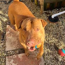 Little Angels Staffie...
