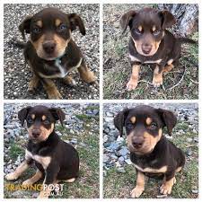 Kelpie Puppy Online Shopping
