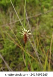 Image result for Tristachya