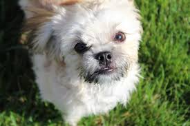 Kassie is a sweet friendly fur girl, child friendly and submissive, well socialized, puppy shots and deworming are. Mi Ki Complete Guide Info Pictures Care More Pet Keen