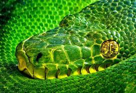 Snake Eye A Green Snake Curled Up Sponsored Eye Snake Green Curled Snake Ad Online Wall Art Buy Wallpaper Online Snake
