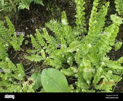 Image result for Mohria nudiuscula