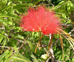 Image result for Calliandra tweedii