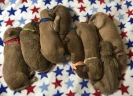 Are you willing to accept either/or in the event that the gender you chose is not available? Top 5 Goldendoodle Breeders In Florida 2021 We Love Doodles