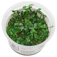 Image result for Marsilea vera