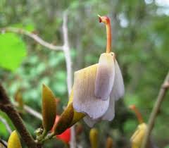 Image result for Helicteres