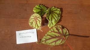 Image result for Begonia quadrialata