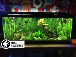 See more ideas about freshwater aquarium, aquarium, fish tank. How To Set Up A Freshwater Aquarium Beginners Guide To Your 1st Fish Tank Youtube