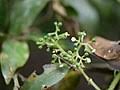 Image result for Cissus cucumerifolia