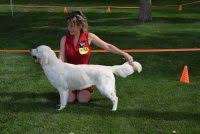 Breeders of merit are denoted by level in ascending order of: Golden Retriever Puppies For Sale In Nebraska Golden Retriever Breeders And Information