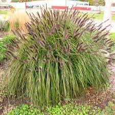 How will this plant perform in zone 5a. Black Flowering Fountain Grass Medallion Plants