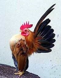 Timthumb Php 619 789 Burung Cantik Hewan Ayam