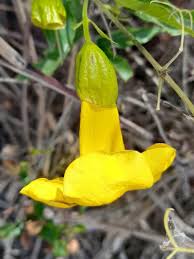 Image result for Dolichandra unguis-cati