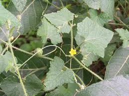 Image result for Cucumis maderaspatanus