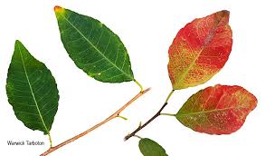 Image result for Spirostachys