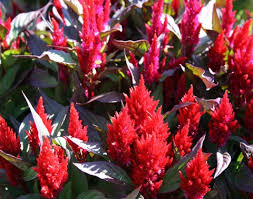 Image result for Celosia elegantissima