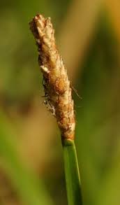 Image result for Eleocharis mutata