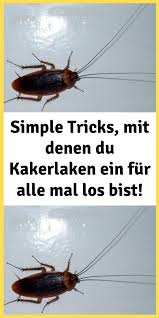 Simple Tricks Mit Denen Du Kakerlaken Ein Fur Alle Mal Los Bist In 2020 Movie Posters Movies