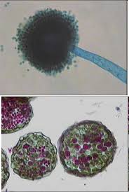Pin Na Doske Under The Microscope