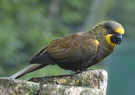 Birds Of Prey Wikipedia Indonesia Brown Lory Wikipedia The Free Encyclopedia Parrot Pet Pet Birds Animals