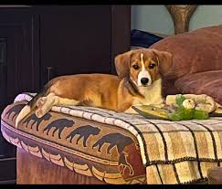 Mesa county lost and found pets