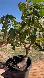 Image result for Brachychiton