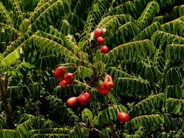 Image result for Rourea