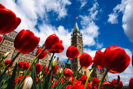 I thought this would be a fun thing to do, so we could compare opinions and such. Canadian Tulip Festival Wikipedia