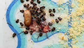 5 Bugs That Look Like Baby Roaches