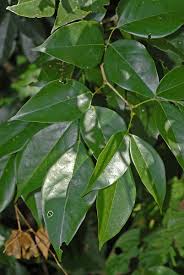 Image result for Craibia