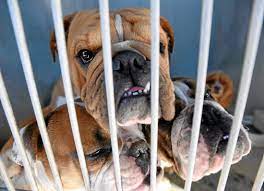 $20 for parakeets and small exotic birds. Video Devore Animal Shelter Takes In Nearly 200 Dogs Rescued From Abandoned Building San Bernardino Sun