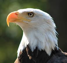 Birds of prey, otherwise known as raptors, are unique from other types of birds in that they hunt and feed on other animals. The Raptors