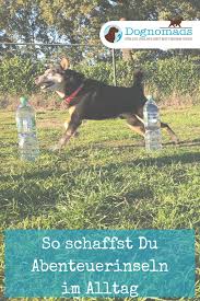30 Ideen Um Deinen Hund Zu Beschaftigen Hundebeschaftigung Hunde Hunde Garten