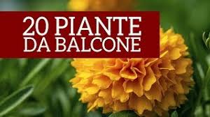 I fiori gialli e delicati si nascondono dietro due sepali rossi e carnosi. 20 Piante Annuali Perfette Per Il Tuo Balcone Primaverile Youtube