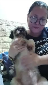 amber #dog #shihtzu #goodvibes #happypill🧡