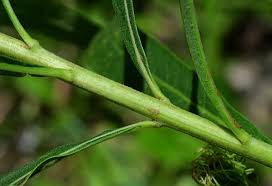 Image result for Vernonia prolixa