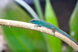 The turquoise dwarf gecko can be up to eight centimetres long. Lygodactylus Photos Free Royalty Free Stock Photos From Dreamstime