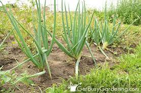 Check spelling or type a new query. When And How To Harvest Onions Get Busy Gardening