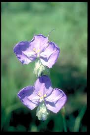 Image result for Murdannia stricta