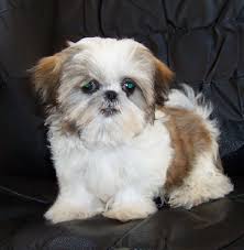 Imperial Shih Tzu Full Grown Goldenacresdogs Com