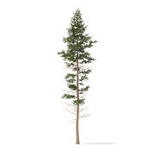 Pine Tree 3d Model 25m Pine Tree Drawing Pine Tree Elderberry Tree
