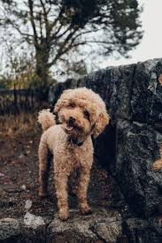Miniature Poodle Family Friendly Dogs Friendly Dog Breeds Family Dogs Breeds